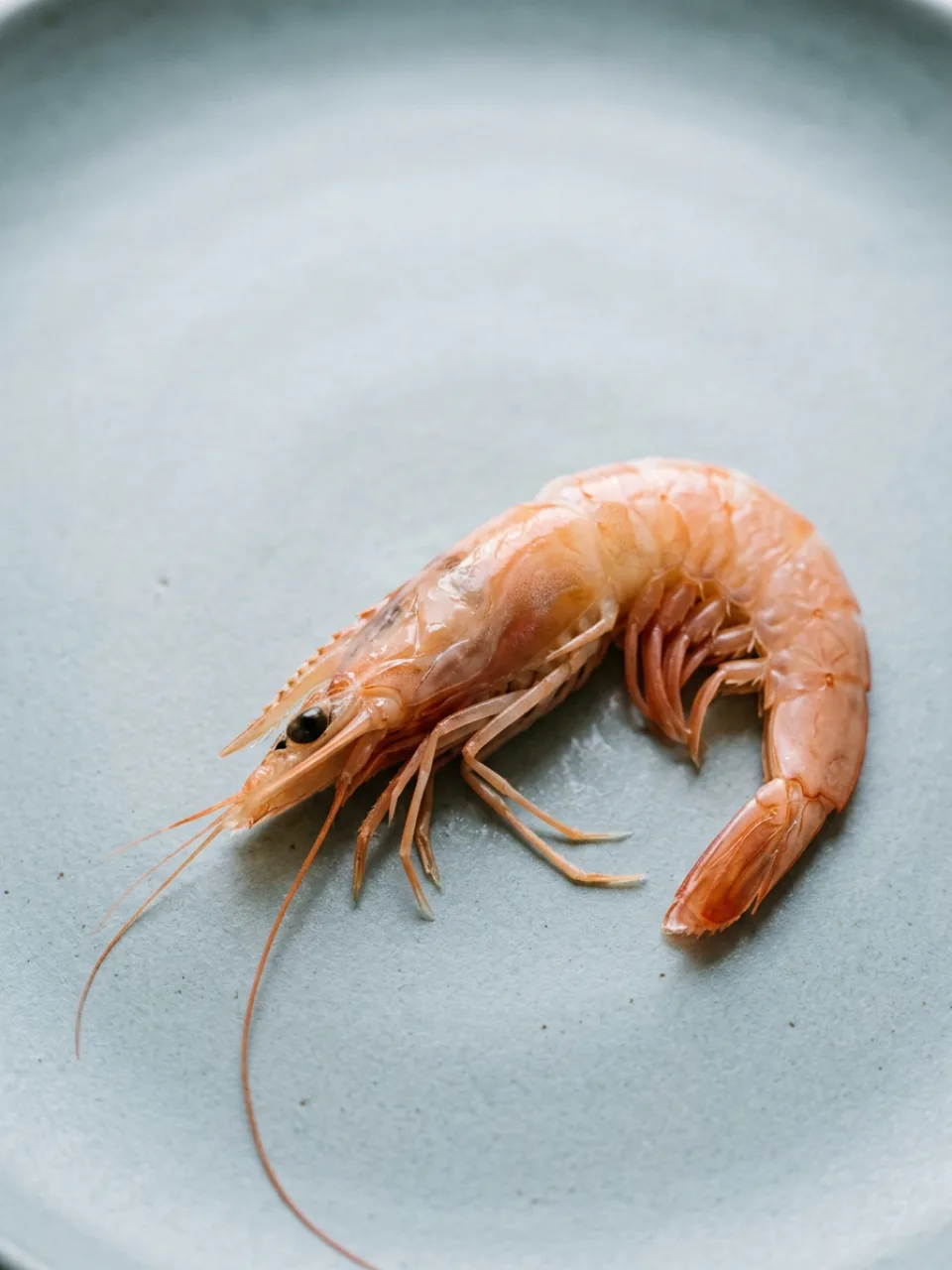 Gamberi