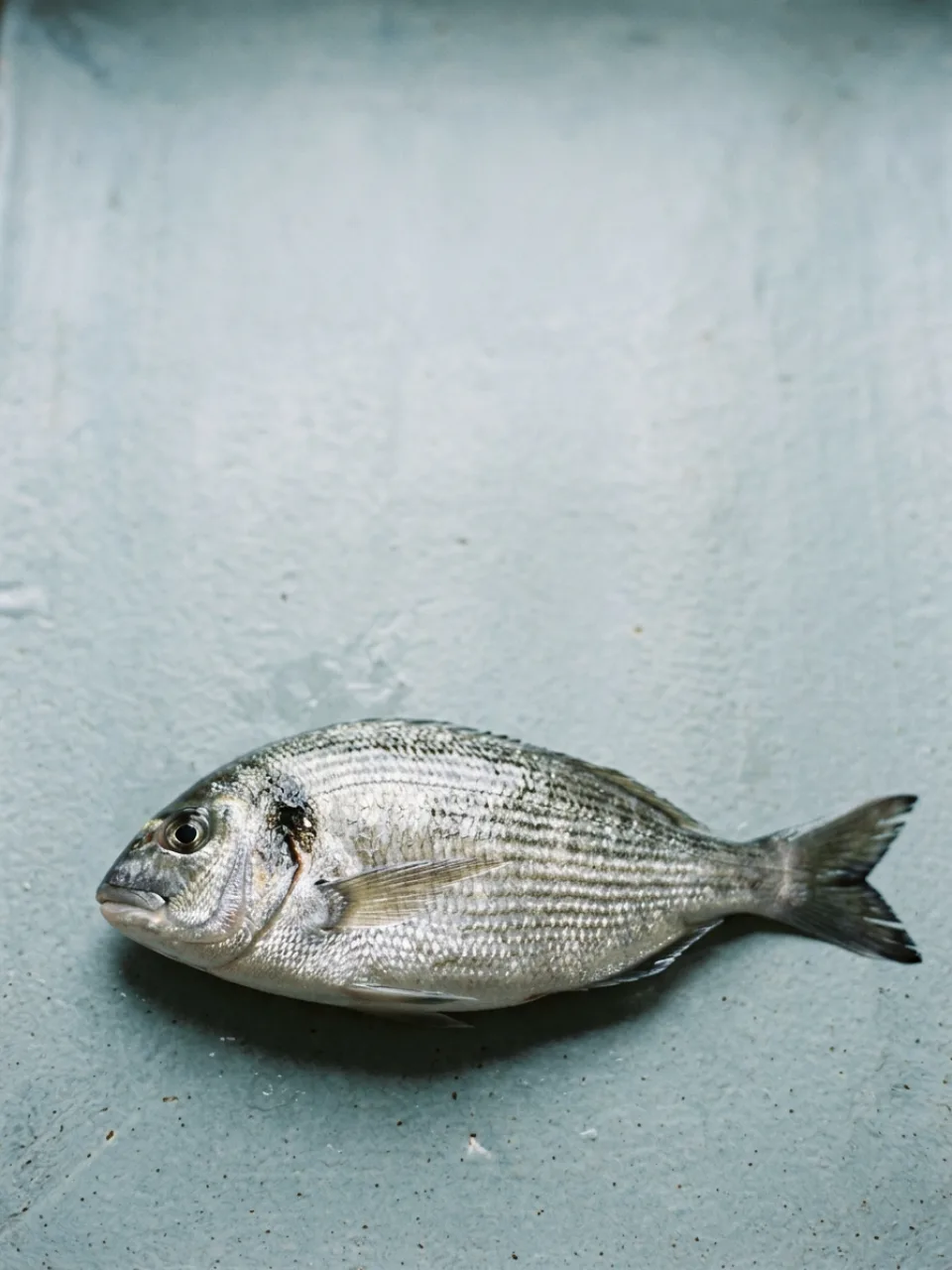 Pesce di stagione 30