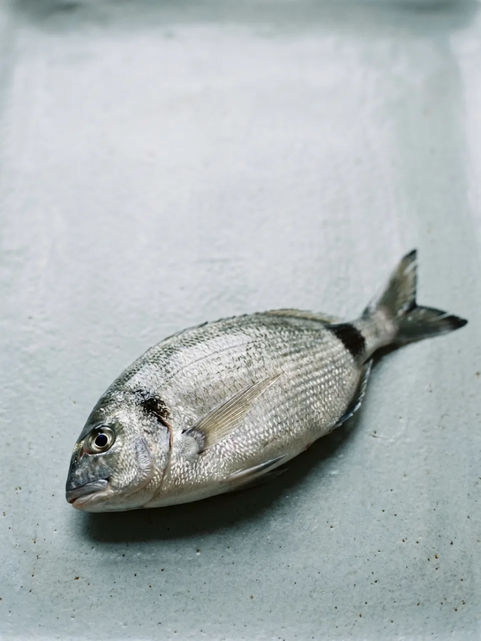 Pesce di stagione 31
