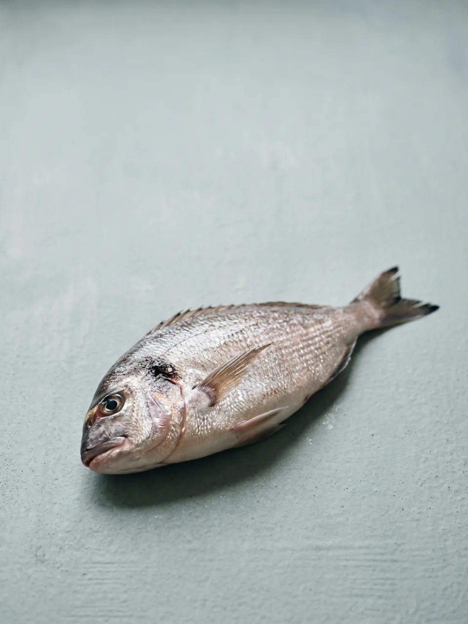 Pesce di stagione 33