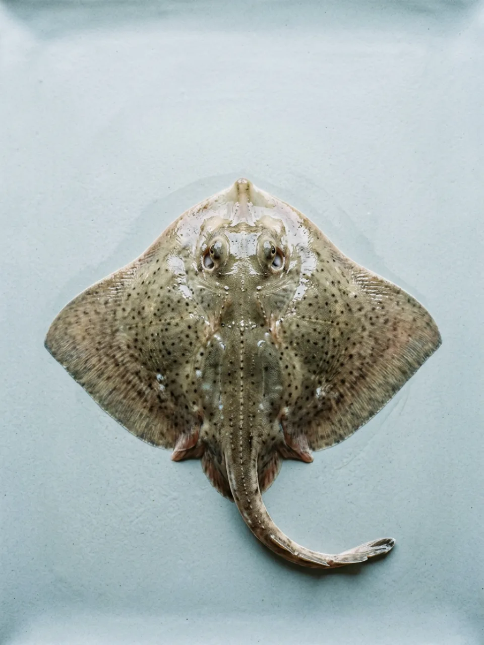 Pesce di stagione 37