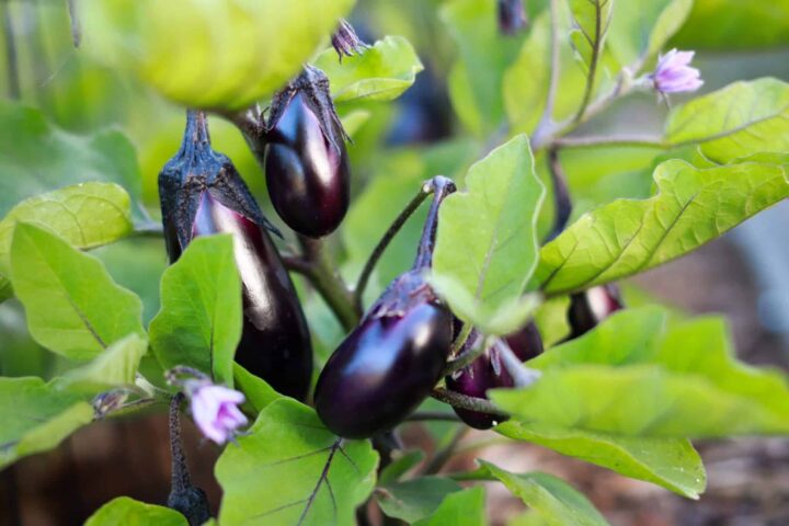 Cibo per la salute: tutti i benefici delle melanzane per il tuo benessere